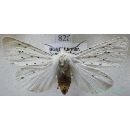 Spilosoma lubricipeda (Linnaeus, 1758) Szewnica miętówka Czech82f